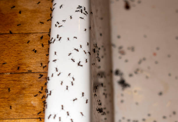 Best Pest Removal Services  in Mount Cob, PA