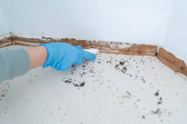 Best Termite Control Services  in Mount Cob, PA